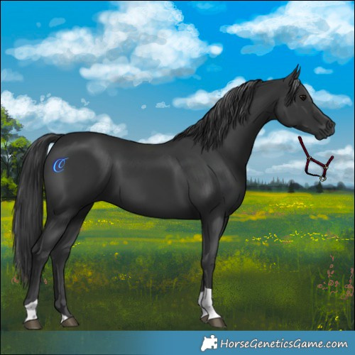 Horse Color:Black Tobiano 