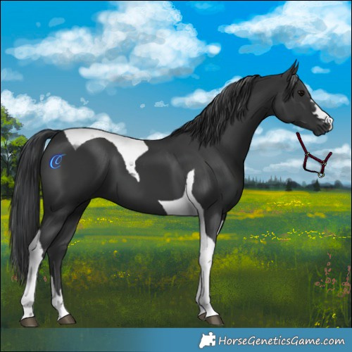Horse Color:Black Tobiano 