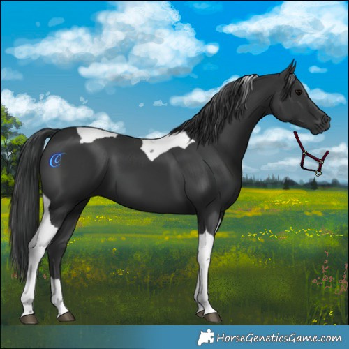 Horse Color:Black Tobiano 