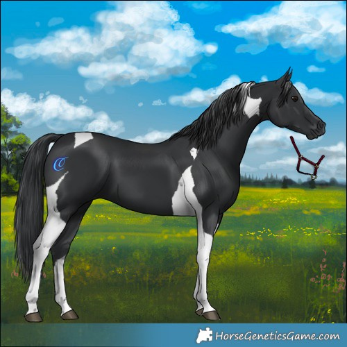 Horse Color:Black Tobiano