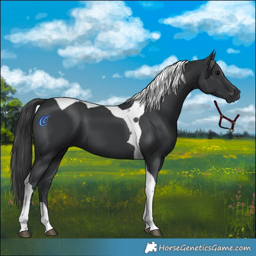 Horse Color:Black Tobiano 