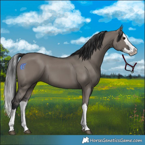 Horse Color:Grullo Splash 