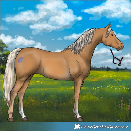 Horse Color:Palomino