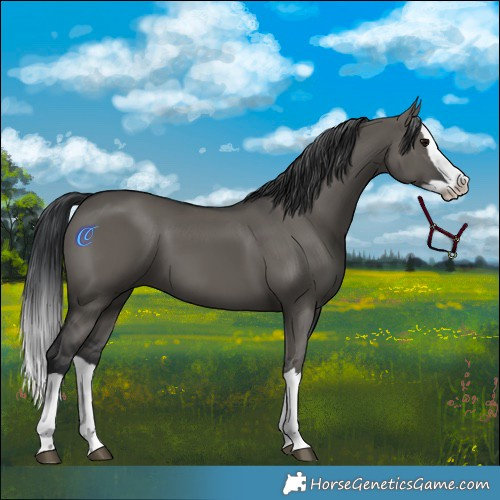 Horse Color:Grullo Splash 