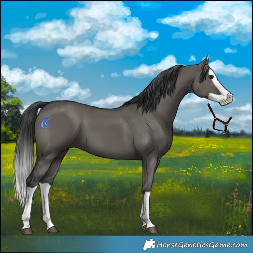 Horse Color:Grullo Splash