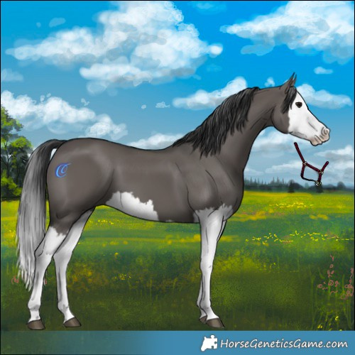Horse Color:Grullo Splash