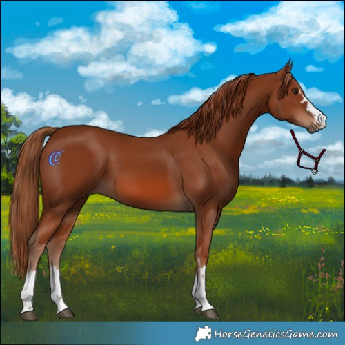 Horse Color:Chestnut 