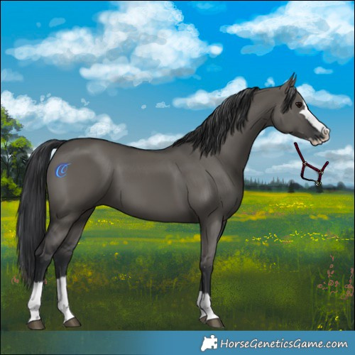 Horse Color:Grullo Splash 