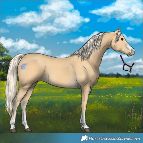 Horse Color:Palomino 
