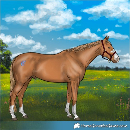 Horse Color:Chestnut 