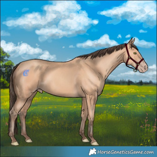 Horse Color:Amber Champagne Rabicano 