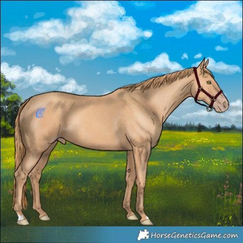 Horse Color:Gold Champagne Rabicano 