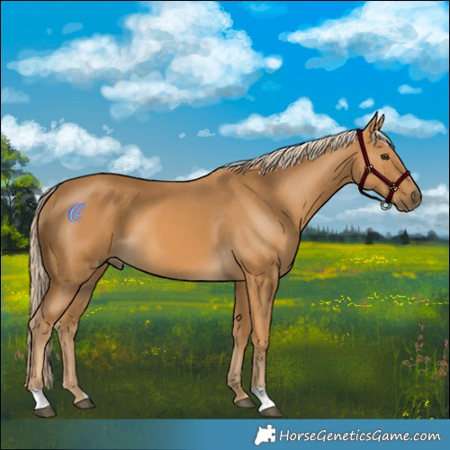 Horse Color:Palomino 