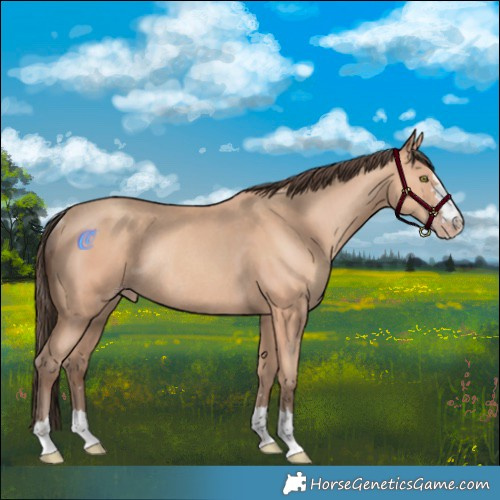 Horse Color:Amber Champagne Rabicano 