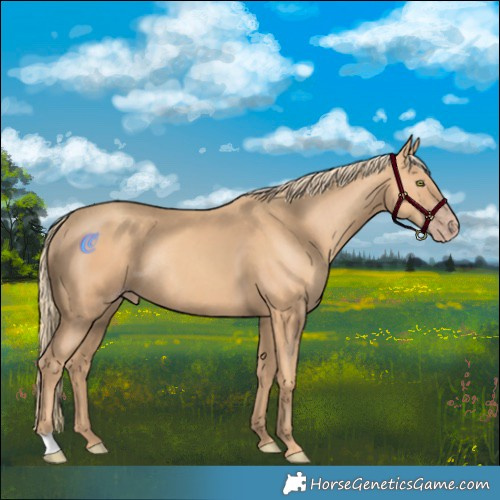 Horse Color:Gold Champagne Rabicano 