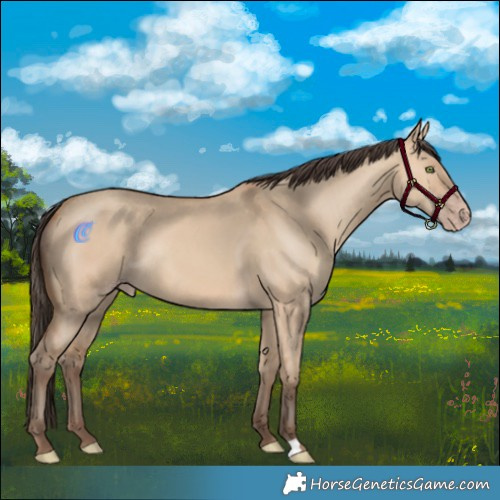 Horse Color:Amber Champagne Dun Rabicano 