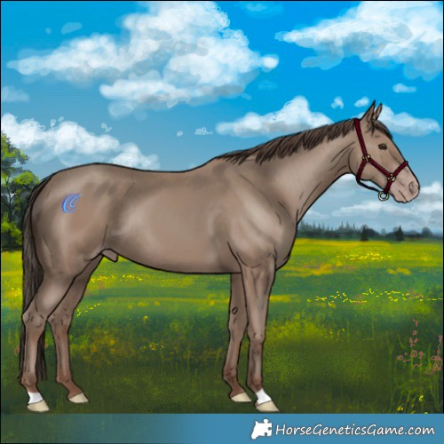 Horse Color:Classic Champagne Rabicano 