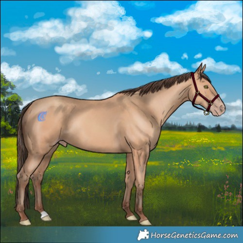 Horse Color:Amber Champagne Rabicano 