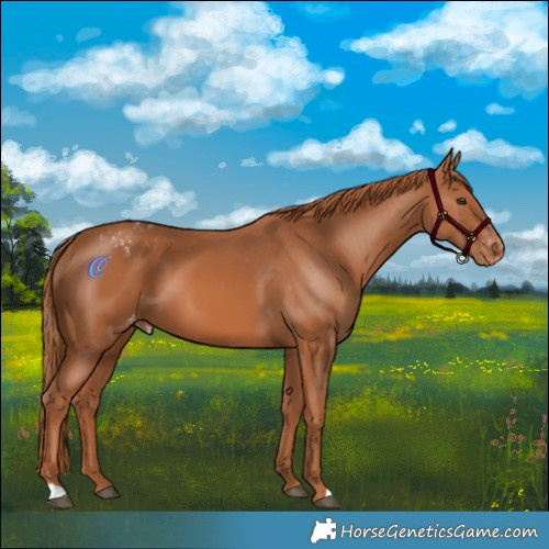 Horse Color:Chestnut Varnish