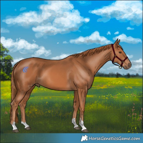 Horse Color:Chestnut 