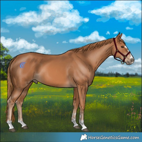 Horse Color:Chestnut 