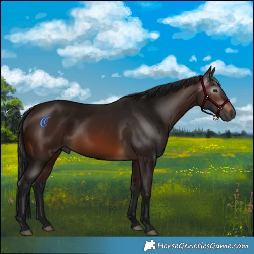 Horse Color:Gray Bay