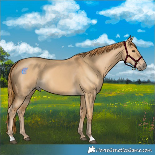 Horse Color:Red Dun