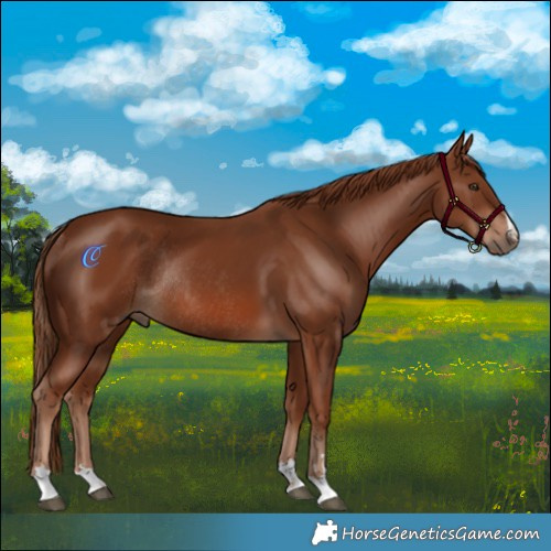 Horse Color:Chestnut Rabicano 