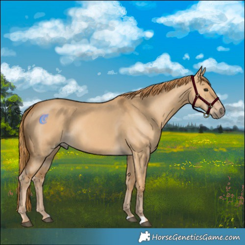 Horse Color:Red Dun 