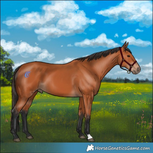 Horse Color:Bay 