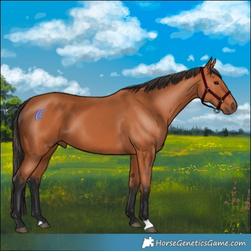 Horse Color:Bay 