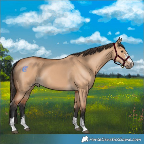 Horse Color:Bay Dun