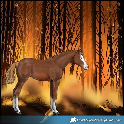 Horse Color:Chestnut Splash