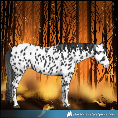 Horse Color:Black Near Leopard 
