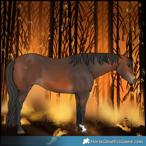 Horse Color:Bay 