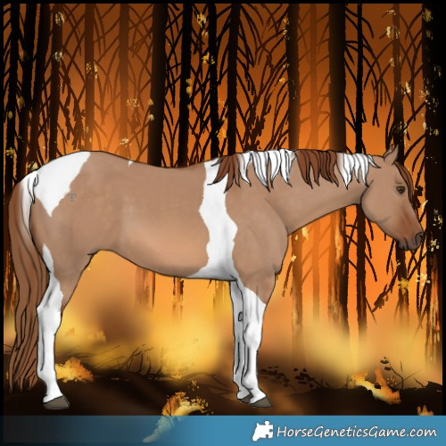 Horse Color:Red Dun Tobiano