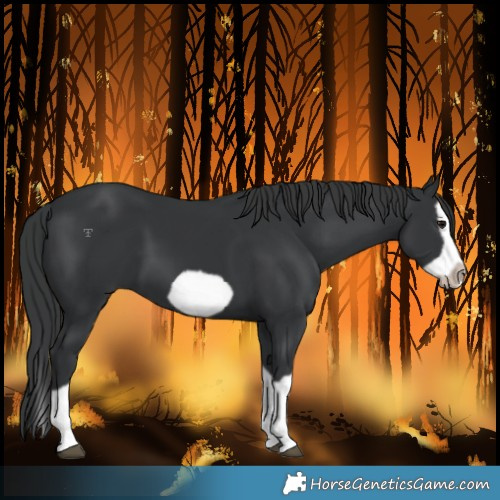 Horse Color:Black Splash Frame 