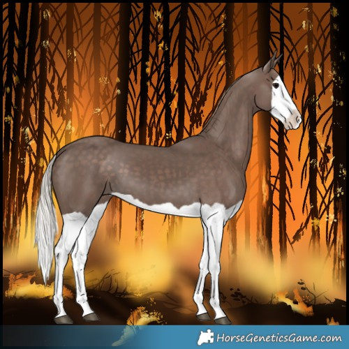 Horse Color:Silver Black Splash 