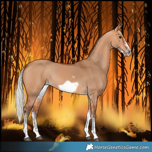 Horse Color:Silver Bay Dun Sabino Tobiano Frame Rabicano 