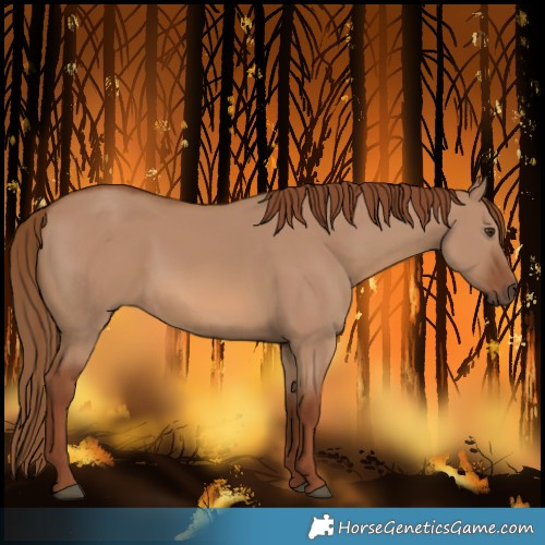 Horse Color:Red Dun