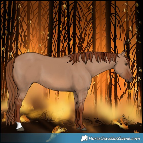 Horse Color:Red Dun