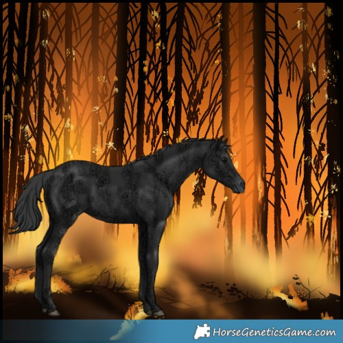 Horse Color:Black Ice