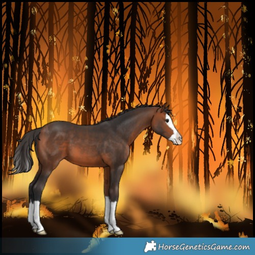 Horse Color:Bay Splash 