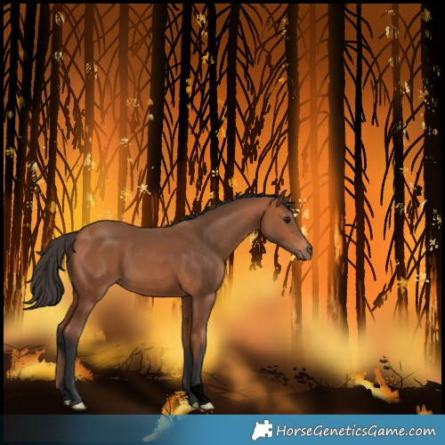 Horse Color:Void Bay