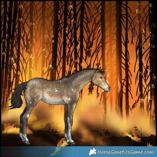 Horse Color:White Spotted Buckskin Dun Tobiano 