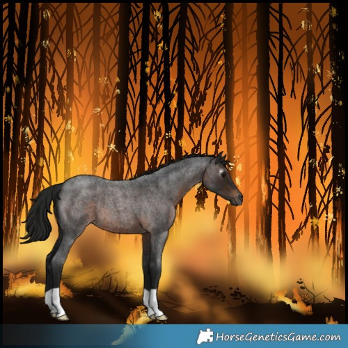 Horse Color:Gray Brown Roan 