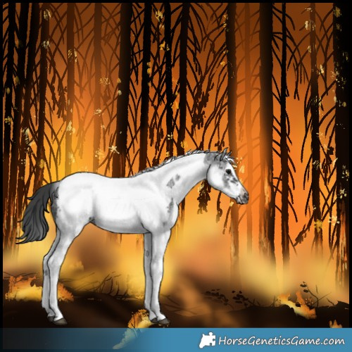 Horse Color:Unknown 