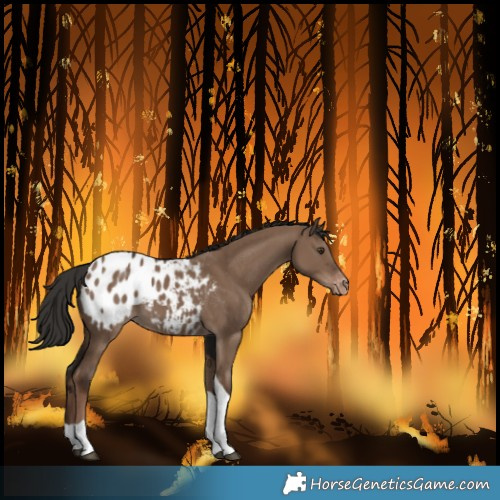 Horse Color:Liver Red Dun Tobiano Blanket 
