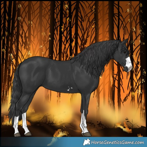 Horse Color:Black