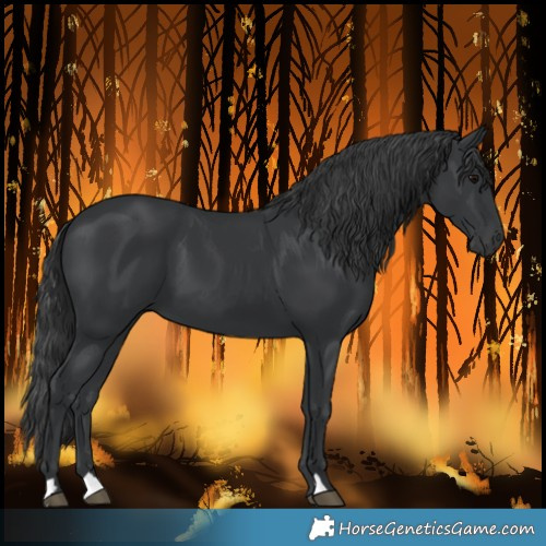 Horse Color:Black 